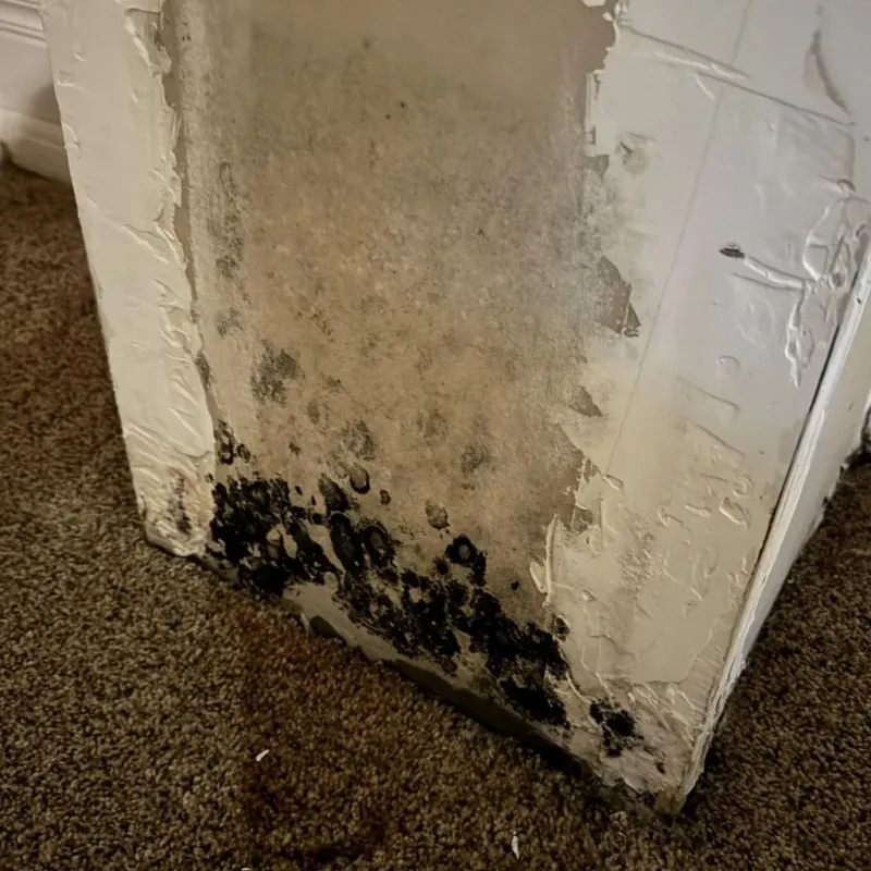 Professional Mold Removal in Lacoochee, FL